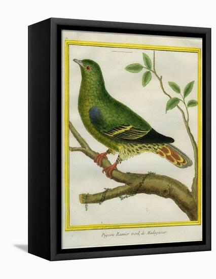 Madagascar Green Pigeon-Georges-Louis Buffon-Framed Stretched Canvas
