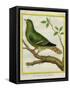 Madagascar Green Pigeon-Georges-Louis Buffon-Framed Stretched Canvas