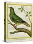 Madagascar Green Pigeon-Georges-Louis Buffon-Stretched Canvas