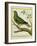 Madagascar Green Pigeon-Georges-Louis Buffon-Framed Giclee Print