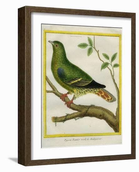 Madagascar Green Pigeon-Georges-Louis Buffon-Framed Giclee Print