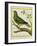 Madagascar Green Pigeon-Georges-Louis Buffon-Framed Giclee Print