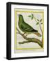 Madagascar Green Pigeon-Georges-Louis Buffon-Framed Giclee Print