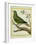 Madagascar Green Pigeon-Georges-Louis Buffon-Framed Giclee Print