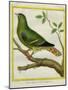 Madagascar Green Pigeon-Georges-Louis Buffon-Mounted Giclee Print