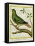 Madagascar Green Pigeon-Georges-Louis Buffon-Framed Stretched Canvas