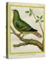 Madagascar Green Pigeon-Georges-Louis Buffon-Stretched Canvas