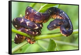 Madagascar ground boa (Acrantophis madagascariensis), Madagascar-Panoramic Images-Framed Stretched Canvas