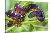 Madagascar ground boa (Acrantophis madagascariensis), Madagascar-Panoramic Images-Stretched Canvas