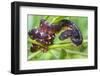 Madagascar ground boa (Acrantophis madagascariensis), Madagascar-Panoramic Images-Framed Photographic Print