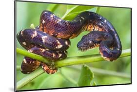 Madagascar ground boa (Acrantophis madagascariensis), Madagascar-Panoramic Images-Mounted Photographic Print