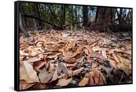 Madagascar ground boa lying in leaf litter, Madagascar-Nick Garbutt-Framed Stretched Canvas