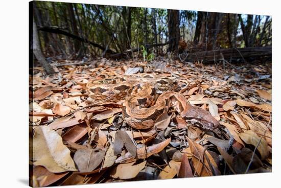 Madagascar ground boa lying in leaf litter, Madagascar-Nick Garbutt-Stretched Canvas