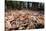 Madagascar ground boa lying in leaf litter, Madagascar-Nick Garbutt-Stretched Canvas