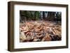 Madagascar ground boa lying in leaf litter, Madagascar-Nick Garbutt-Framed Photographic Print