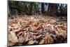 Madagascar ground boa lying in leaf litter, Madagascar-Nick Garbutt-Mounted Photographic Print