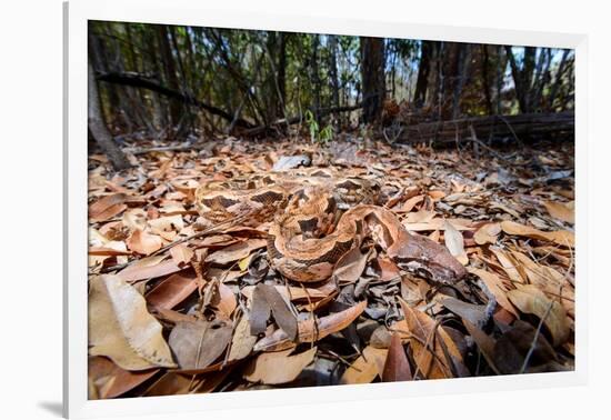 Madagascar ground boa lying in leaf litter, Madagascar-Nick Garbutt-Framed Photographic Print