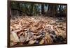 Madagascar ground boa lying in leaf litter, Madagascar-Nick Garbutt-Framed Photographic Print