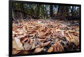 Madagascar ground boa lying in leaf litter, Madagascar-Nick Garbutt-Framed Photographic Print