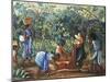 Madagascar, Harvesting Coffee Beans, 20th Century-null-Mounted Giclee Print