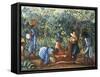 Madagascar, Harvesting Coffee Beans, 20th Century-null-Framed Stretched Canvas