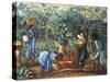 Madagascar, Harvesting Coffee Beans, 20th Century-null-Stretched Canvas