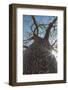 Madagascar, Ifaty, a Big Baobab with a Spotted Bark on the Road to Ifaty-Roberto Cattini-Framed Photographic Print