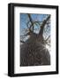 Madagascar, Ifaty, a Big Baobab with a Spotted Bark on the Road to Ifaty-Roberto Cattini-Framed Photographic Print