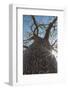 Madagascar, Ifaty, a Big Baobab with a Spotted Bark on the Road to Ifaty-Roberto Cattini-Framed Photographic Print