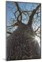 Madagascar, Ifaty, a Big Baobab with a Spotted Bark on the Road to Ifaty-Roberto Cattini-Mounted Photographic Print