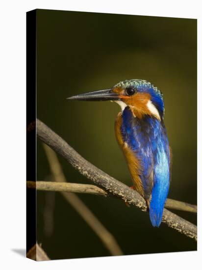 Madagascar Kingfisher on Branch Near Morondava, West Madagascar-Inaki Relanzon-Stretched Canvas