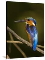 Madagascar Kingfisher on Branch Near Morondava, West Madagascar-Inaki Relanzon-Stretched Canvas