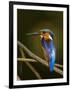 Madagascar Kingfisher on Branch Near Morondava, West Madagascar-Inaki Relanzon-Framed Premium Photographic Print