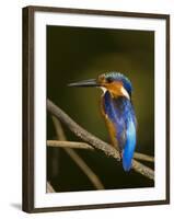 Madagascar Kingfisher on Branch Near Morondava, West Madagascar-Inaki Relanzon-Framed Photographic Print