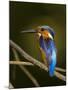 Madagascar Kingfisher on Branch Near Morondava, West Madagascar-Inaki Relanzon-Mounted Photographic Print