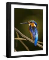 Madagascar Kingfisher on Branch Near Morondava, West Madagascar-Inaki Relanzon-Framed Photographic Print