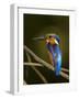 Madagascar Kingfisher on Branch Near Morondava, West Madagascar-Inaki Relanzon-Framed Photographic Print