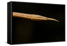 Madagascar Leaf-Nosed Snake, Madagascar-Paul Souders-Framed Stretched Canvas
