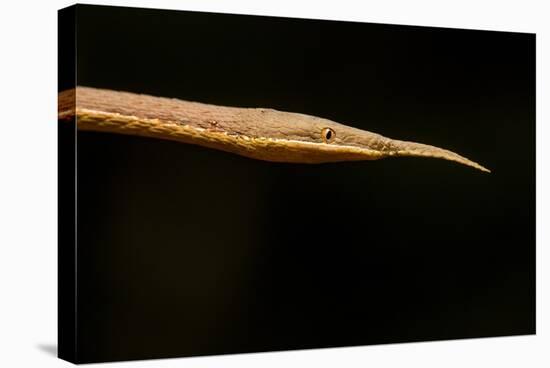 Madagascar Leaf-Nosed Snake, Madagascar-Paul Souders-Stretched Canvas