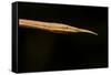 Madagascar Leaf-Nosed Snake, Madagascar-Paul Souders-Framed Stretched Canvas