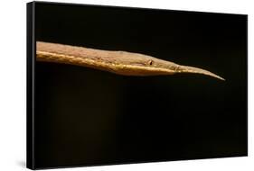 Madagascar Leaf-Nosed Snake, Madagascar-Paul Souders-Framed Stretched Canvas