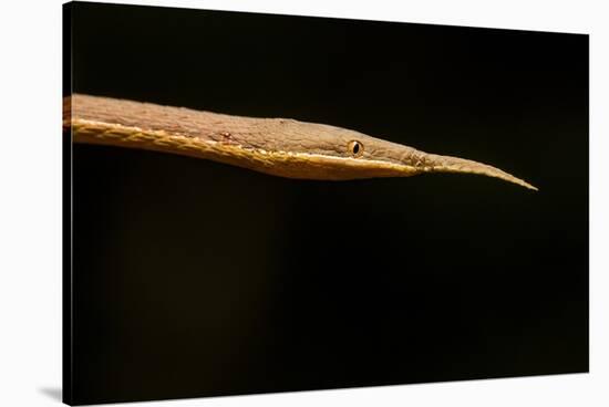 Madagascar Leaf-Nosed Snake, Madagascar-Paul Souders-Stretched Canvas