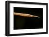 Madagascar Leaf-Nosed Snake, Madagascar-Paul Souders-Framed Premium Photographic Print