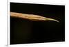 Madagascar Leaf-Nosed Snake, Madagascar-Paul Souders-Framed Photographic Print