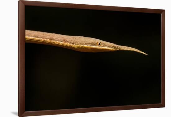 Madagascar Leaf-Nosed Snake, Madagascar-Paul Souders-Framed Photographic Print