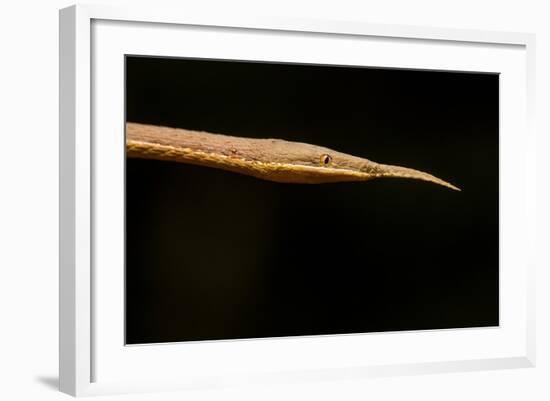 Madagascar Leaf-Nosed Snake, Madagascar-Paul Souders-Framed Photographic Print