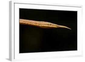 Madagascar Leaf-Nosed Snake, Madagascar-Paul Souders-Framed Photographic Print