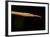 Madagascar Leaf-Nosed Snake, Madagascar-Paul Souders-Framed Photographic Print