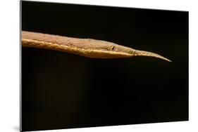 Madagascar Leaf-Nosed Snake, Madagascar-Paul Souders-Mounted Photographic Print