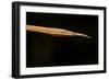 Madagascar Leaf-Nosed Snake, Madagascar-Paul Souders-Framed Photographic Print